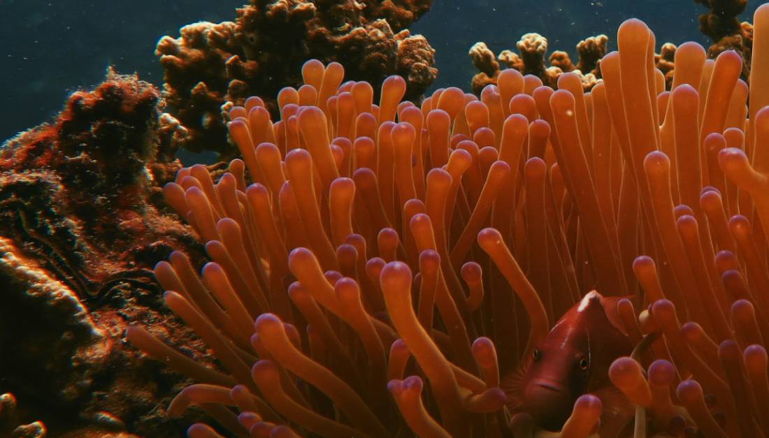 AI and Our Ocean: Riding the Digital Wave for a Healthier Blue Planet