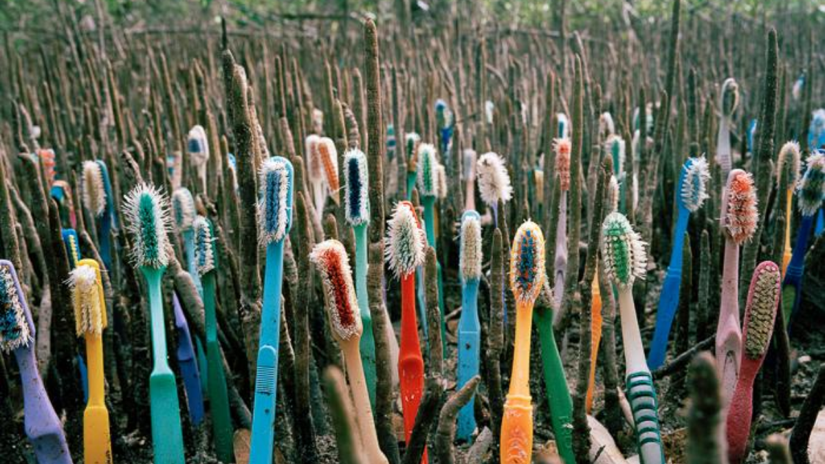 Have You Ever Googled, "Where Do Plastic Toothbrushes Go"?